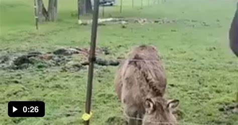 Donkeys laughing their asses off at dog getting 